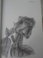 /album/photo-gallery-art-4-sale/rose-with-leaves-in-graphite-jpg1/